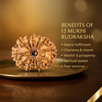 Natural 13 Mukhi Rudraksha (Nepali)