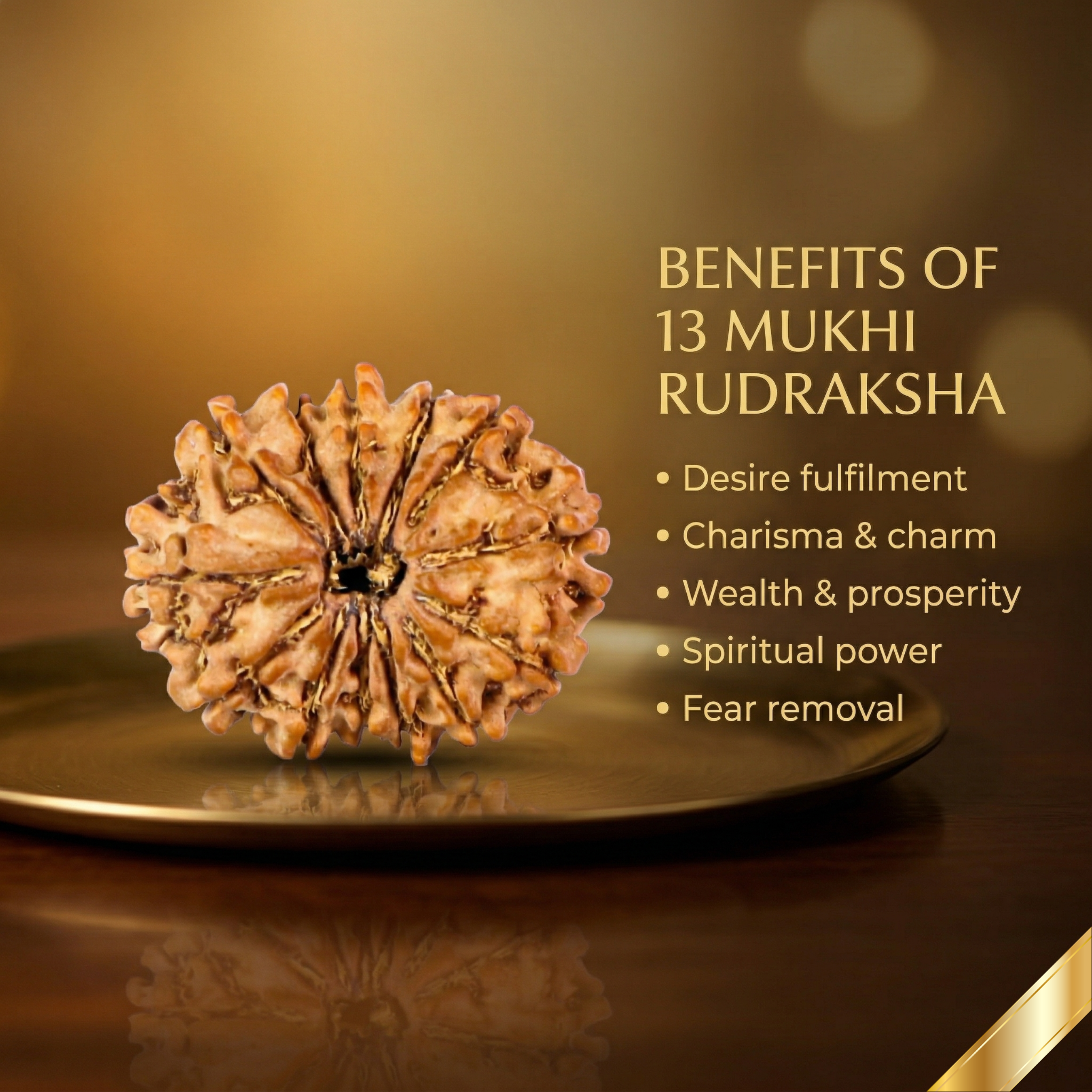 Natural 13 Mukhi Rudraksha (Nepali)