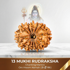 Natural 13 Mukhi Rudraksha (Nepali)