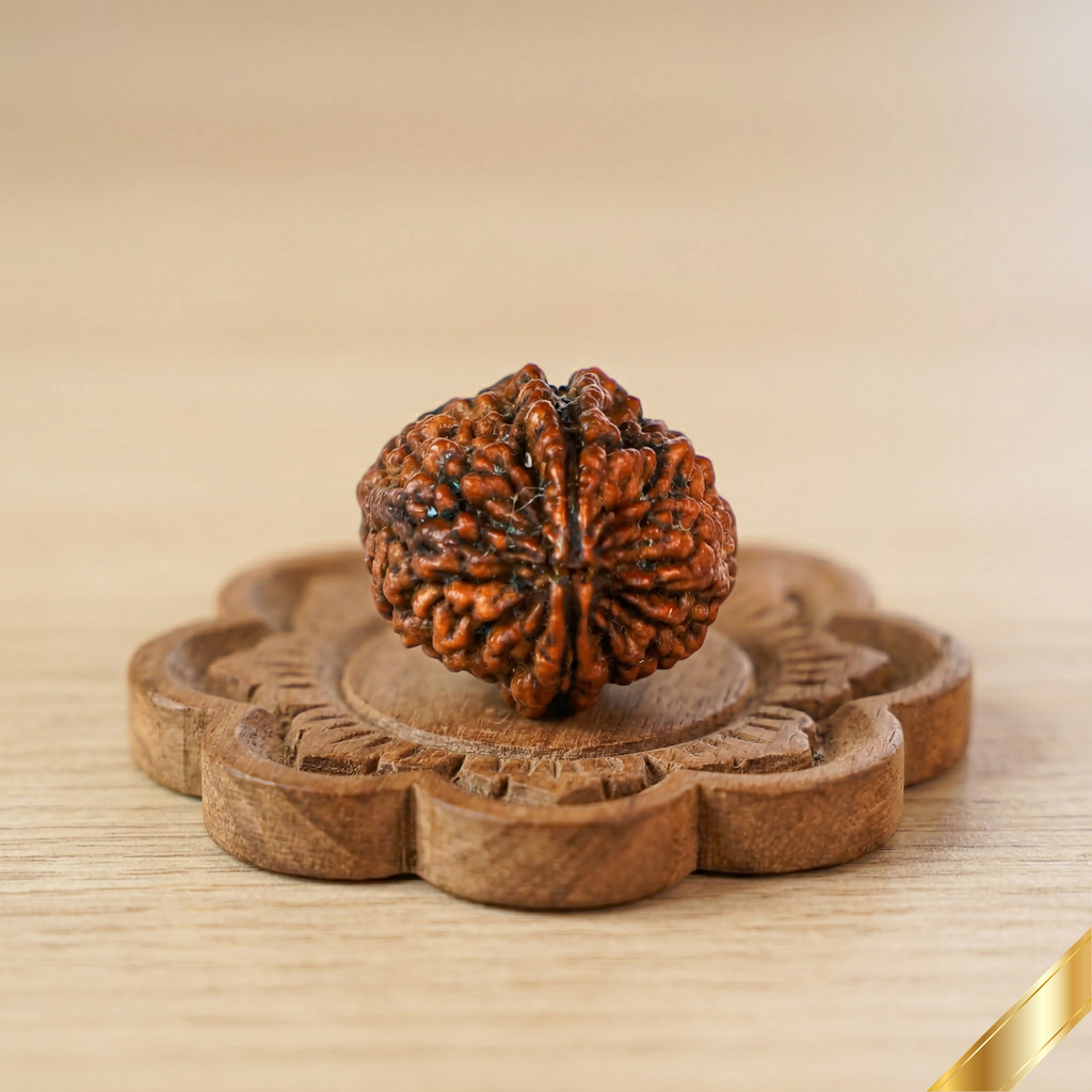 Natural 2 Mukhi Rudraksha (Nepali)