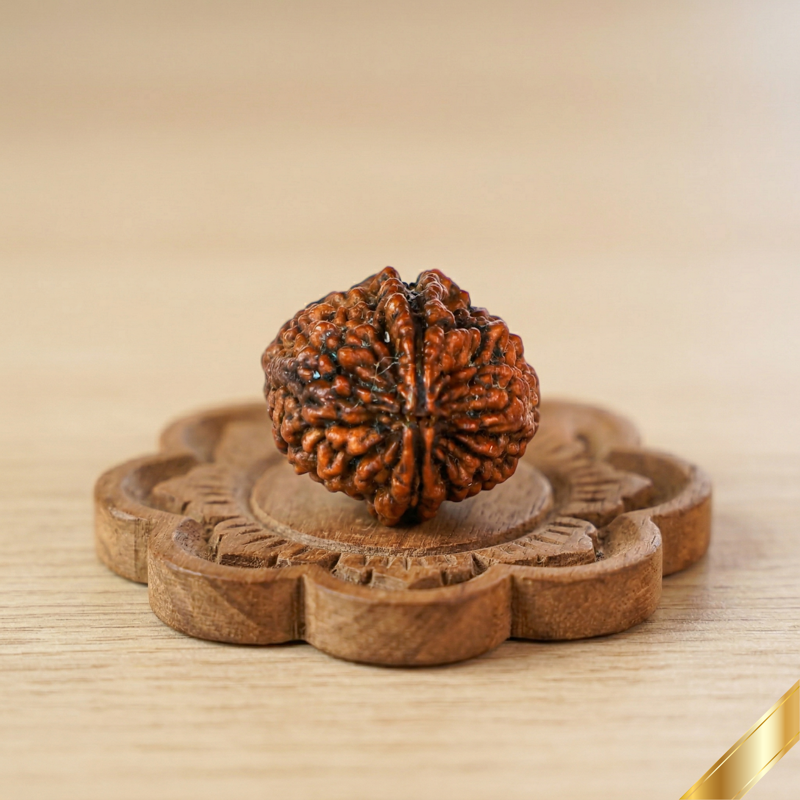 Natural 2 Mukhi Rudraksha (Nepali)