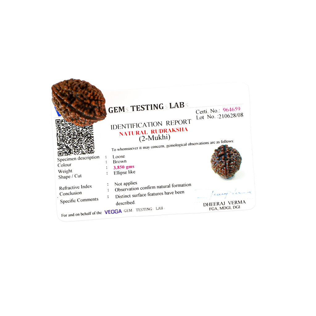 Natural 2 Mukhi Rudraksha (Nepali)
