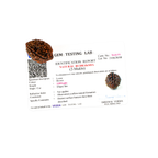 Natural 2 Mukhi Rudraksha (Nepali)