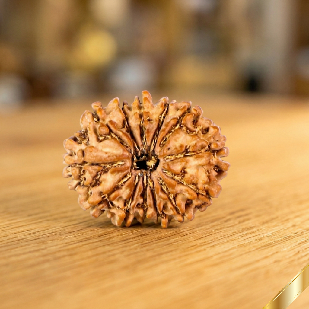 Natural 13 Mukhi Rudraksha (Nepali)