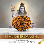 Natural 14 Mukhi Rudraksha (Nepali)