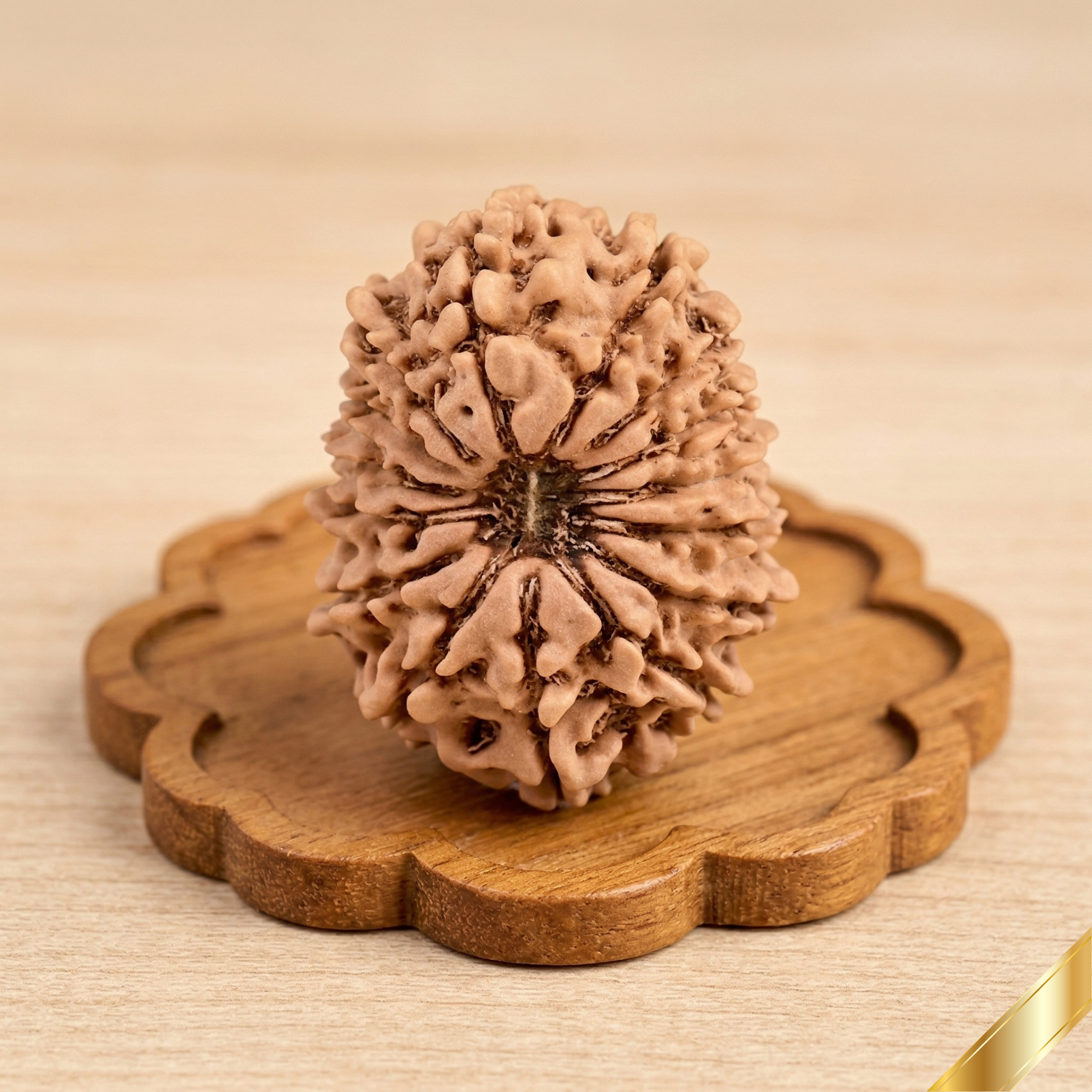 Natural 15 Mukhi Rudraksha (Nepali)
