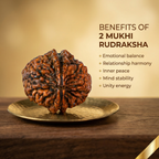 Natural 2 Mukhi Rudraksha (Nepali)
